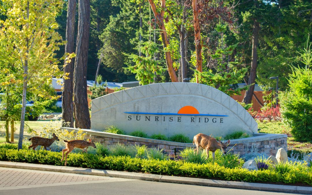 Discover the Perfect Nature Getaway in Parksville at Sunrise Ridge Waterfront Resort
