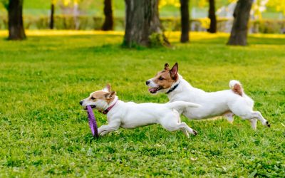 Pet Friendly in Parksville